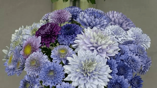 日本国花并非樱花,"真正国花"来源于中国,在日本仅供皇室专用