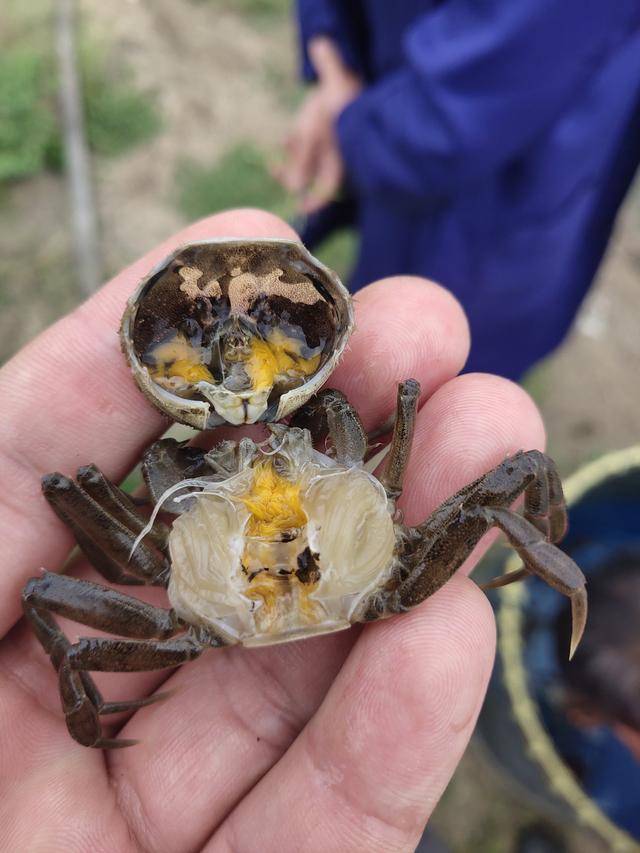 深度剖析河蟹水瘪子病,从这几个方面可以有效预防