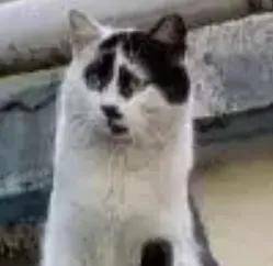 相当于"吴彦祖""易烊千玺""刘亦菲""刘诗诗"呢~▽猫咪丑丑——小别