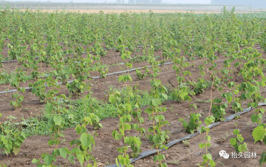 从辽宁引进第一批紫椴苗,拉开了抬头园林椴树发展的篇章