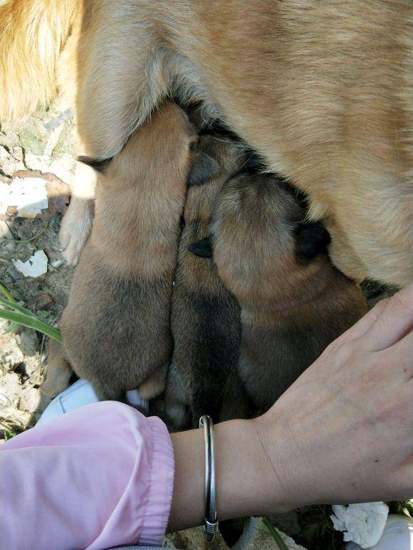 花坛里藏了一窝小奶狗老公刚想带走它们这时狗妈妈出现在身后