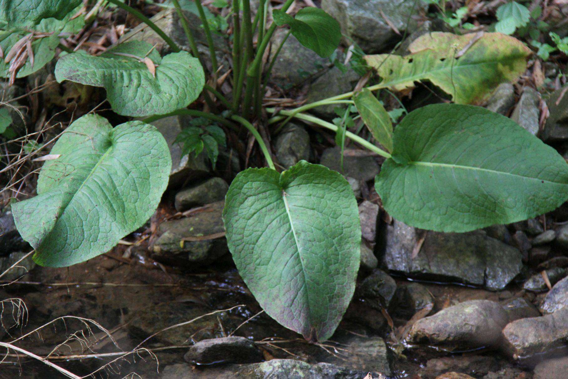 庆元植物1183-蓼科-酸模属-钝叶酸模