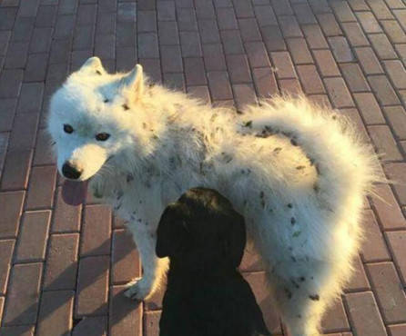 原创萨摩耶身上沾满苍耳,主人生气罚它不许吃饭,狗狗的反应逗笑人