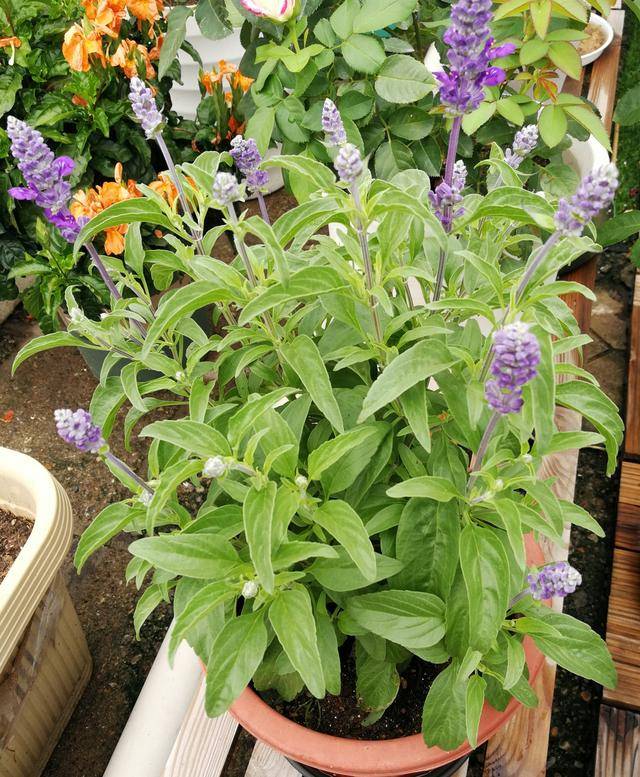 鼠尾草——美如紫色迷雾