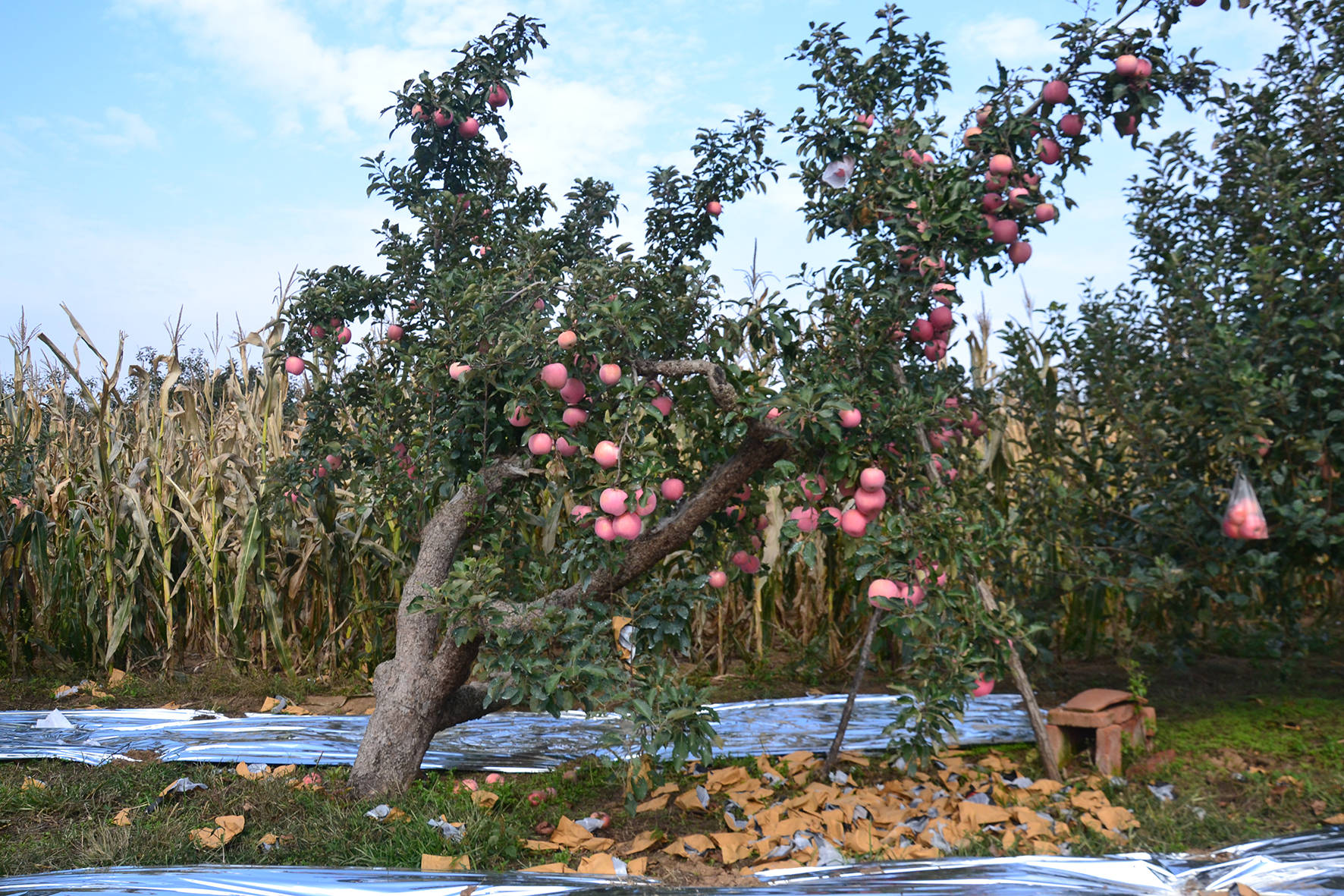 老弱苹果树结果不好,要如何施肥?找出根本原因抓住重点才有效