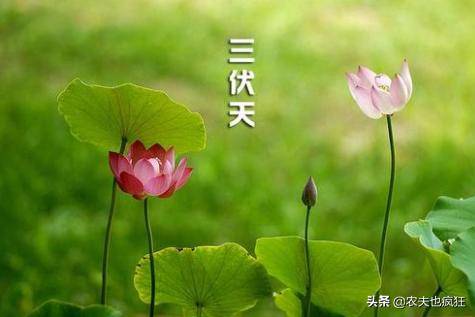 头伏是哪天,2020年头伏是几月几日-团团金服