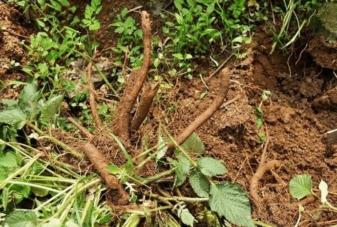 原创农村孩子爱吃的蜂糖罐它可不是普通野草而是紫丹参