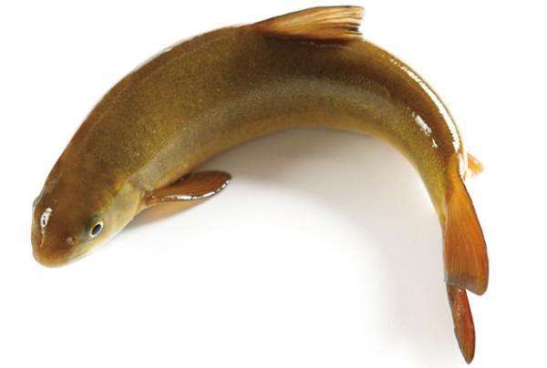 600元一斤,3年才长9厘米,野外遇见一定记住它的样子_泰山