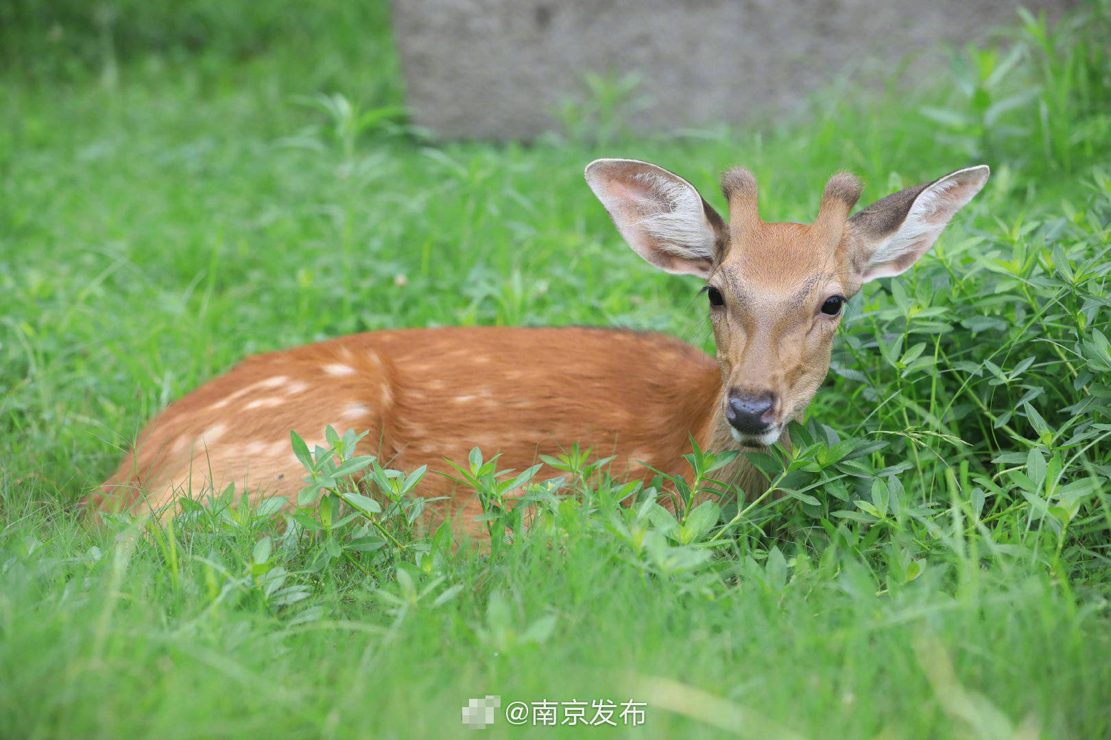 南京明孝陵"长生鹿苑"正式面向社会开放