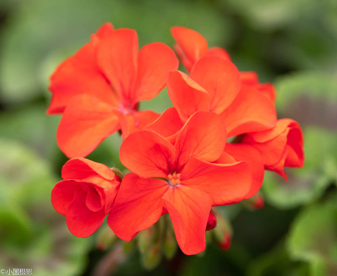 花卉摄影:马蹄纹天竺葵,象征着美好爱情的开始,为害羞男代言