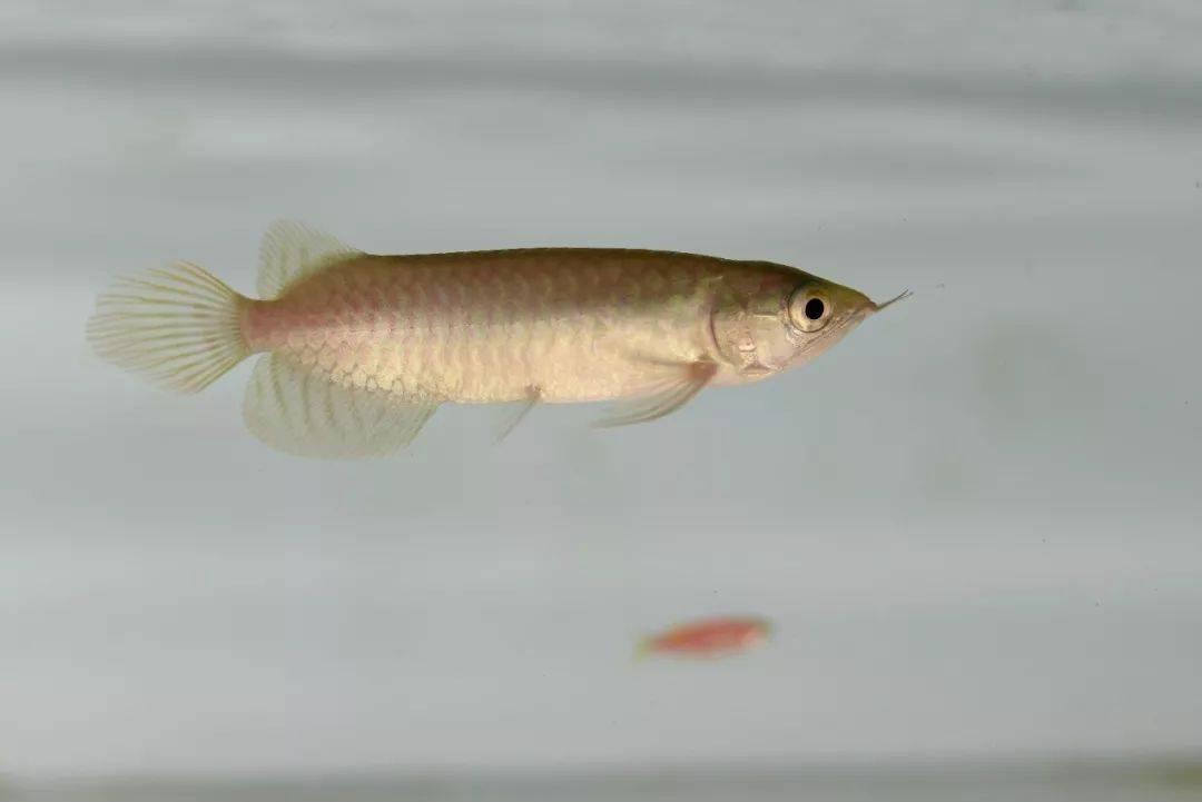 养红龙,老罗教你如何选择黑底or白底