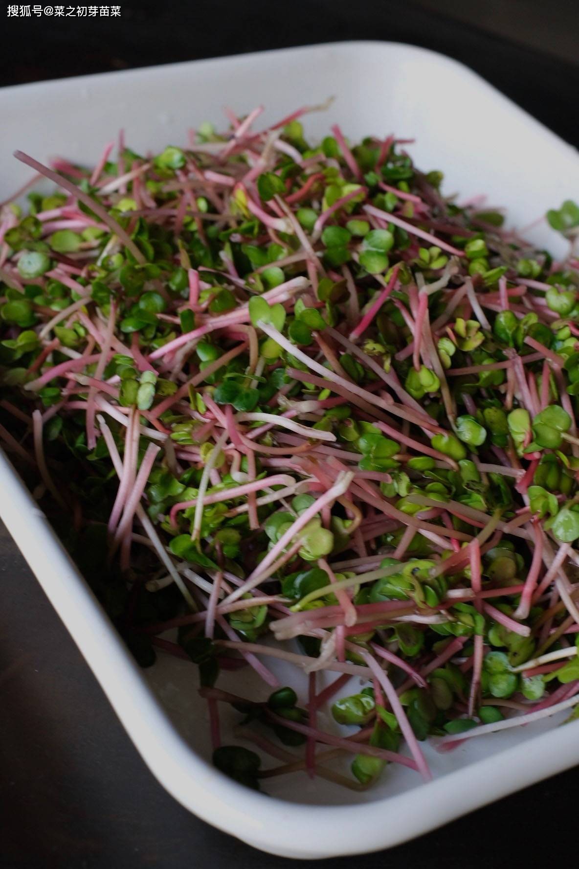 芽苗菜吃出新花样