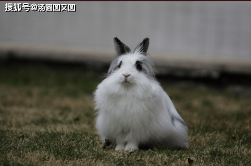 【个人养宠经验分享】狮子兔眼睛越来越小发炎了