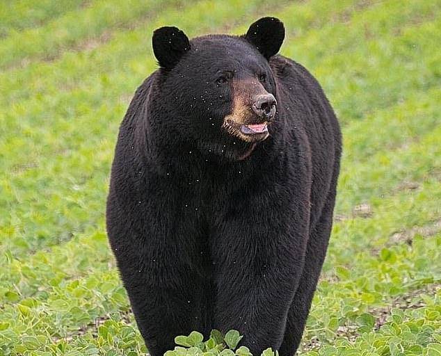 太南了!美国一黑熊穿越四个州走了400多英里,只为找到爱人