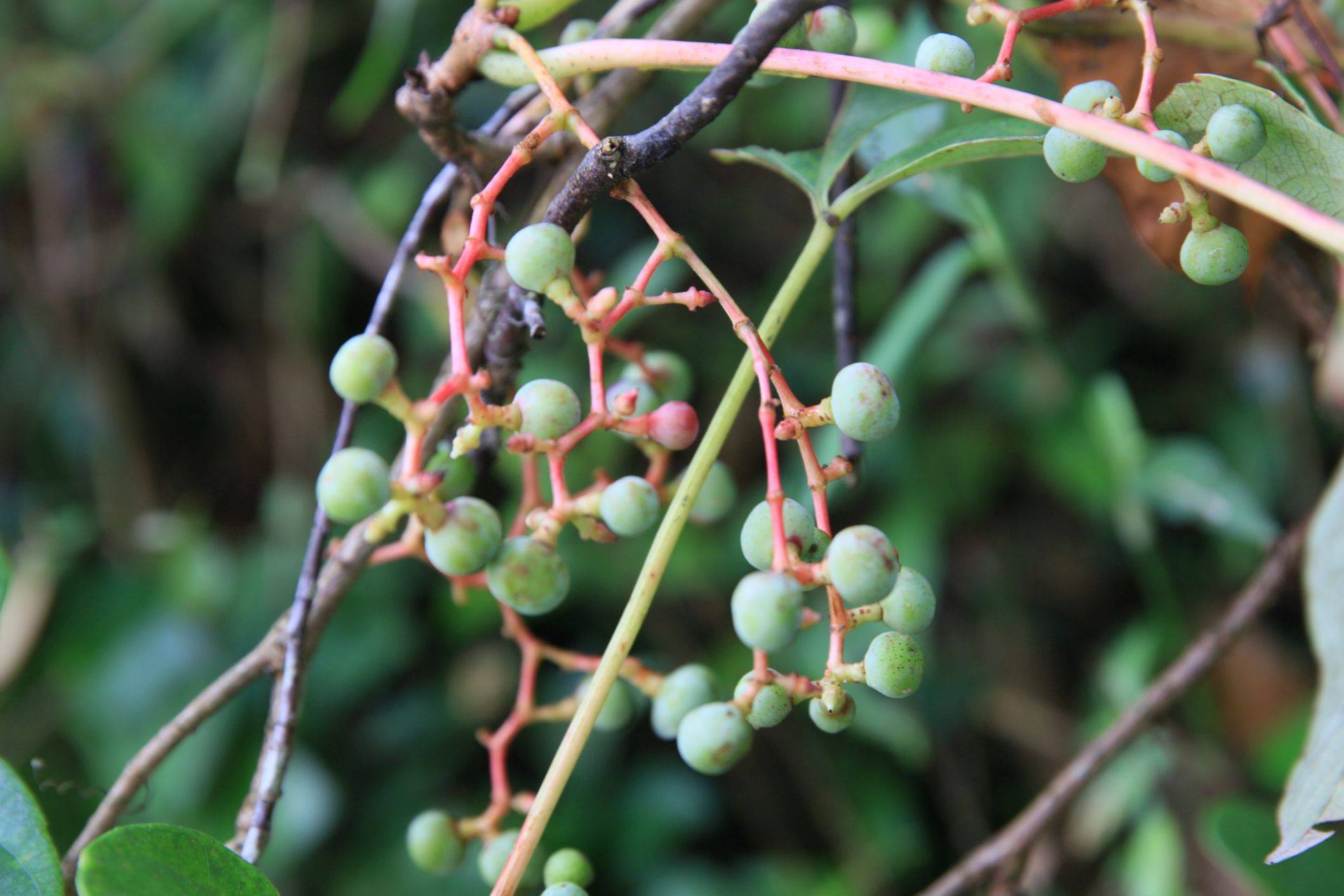 庆元植物1185葡萄科地锦属异叶地锦