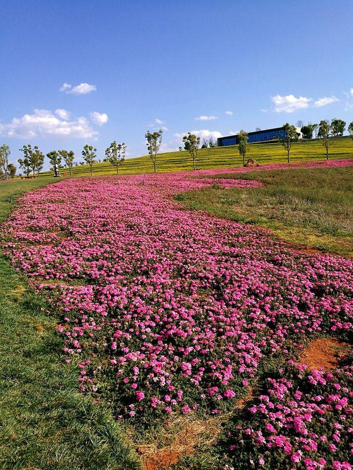 大地作畫,草牛奮蹄,遍野鮮花,彌勒太平湖森林公園真美!