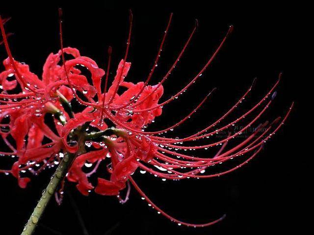 原创伤心的离别,无尽的思念