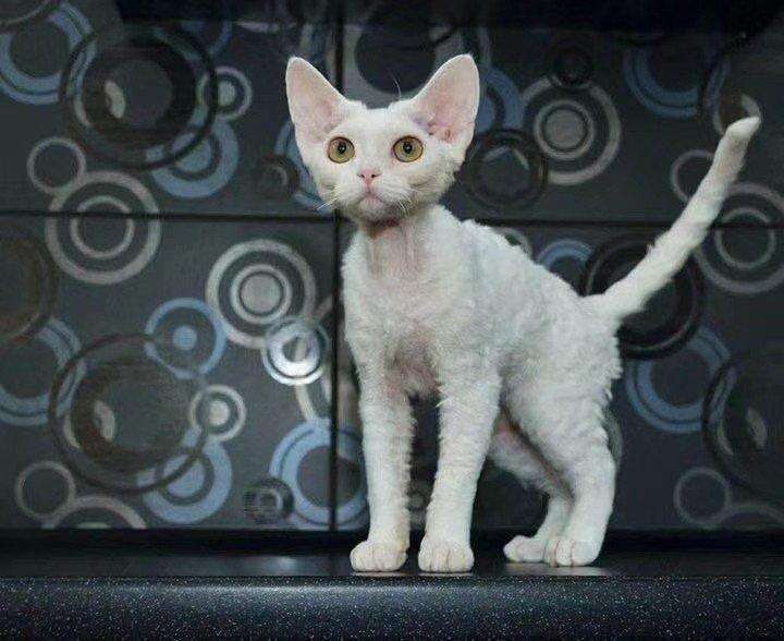 中型猫鉴别之德文卷毛猫