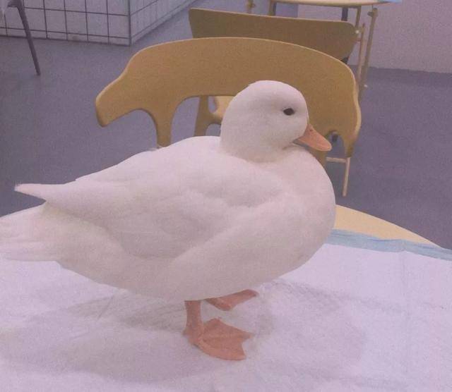 王珞丹寻找的鸭子来历不凡,身价惊人血统高贵,王思聪也养过