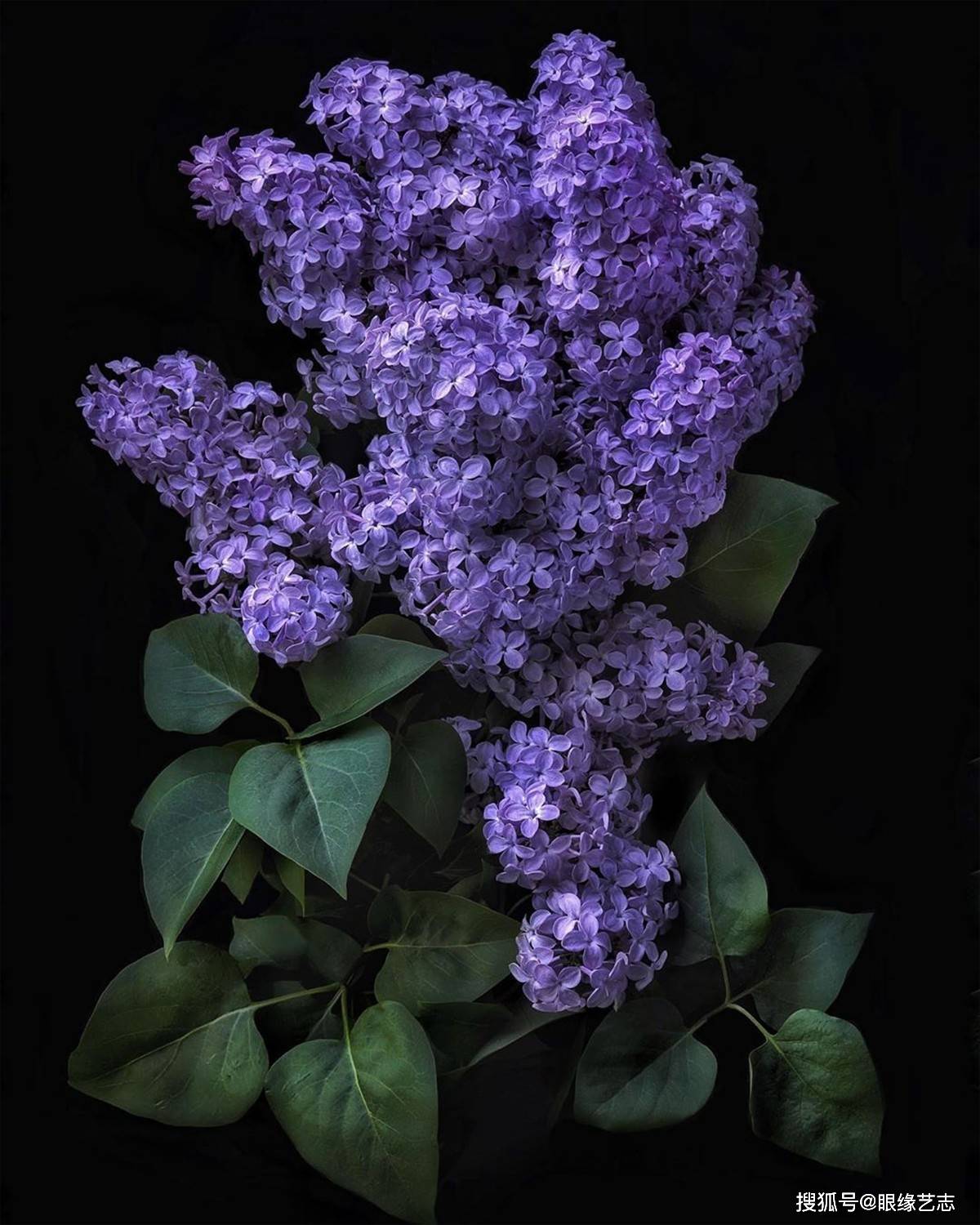 丁香花语:报答,感谢山茱萸花,dogwood blossom山茱萸花花语:忧郁,细腻