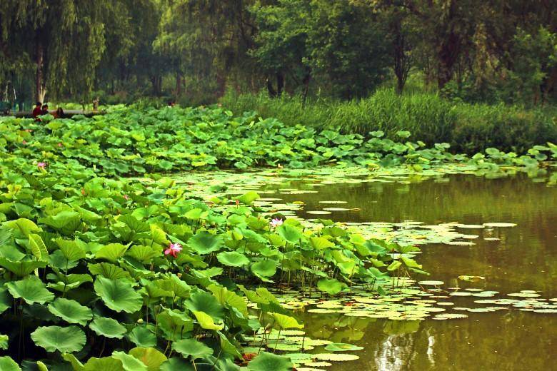 雨后的西安浐灞湿地公园里,盛开的荷花就是夏天最美的印记!