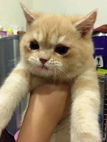 原创小奶猫连续生病3天无奈只能强行灌药一看这小可怜心都碎了
