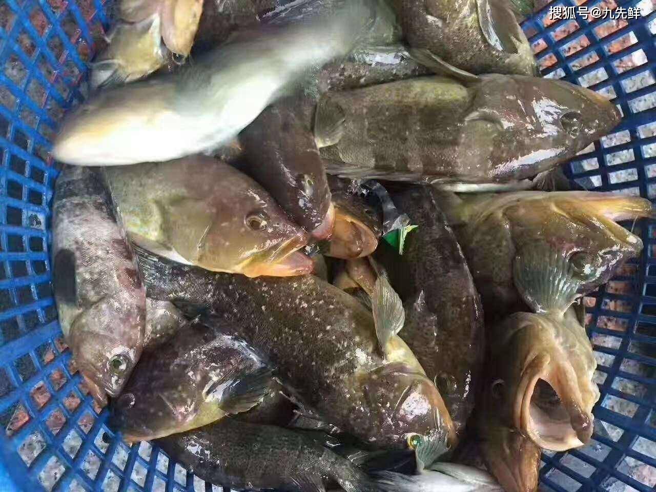 东山野生石斑鱼营养高味鲜美