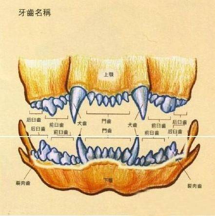 臼齿在哪个位置图片
