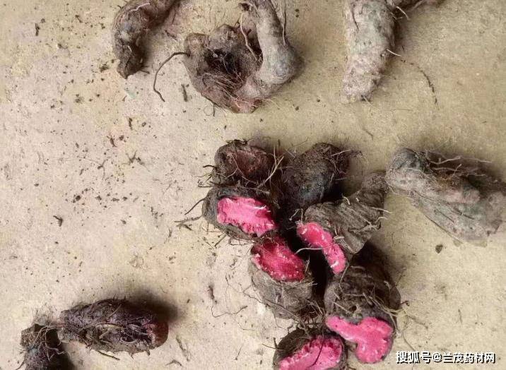 原创云南兰茂滇南本草记载的草血竭的药材价值和人工种植方法