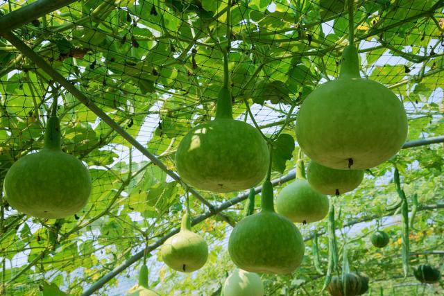 视频:冠县辛集军盘寨村中葫芦园!_藤蔓