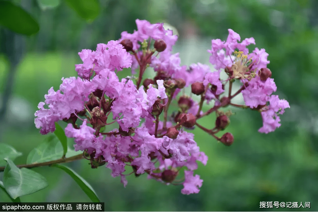 北京紫薇花開正盛,花期超長,還怕癢_樹幹