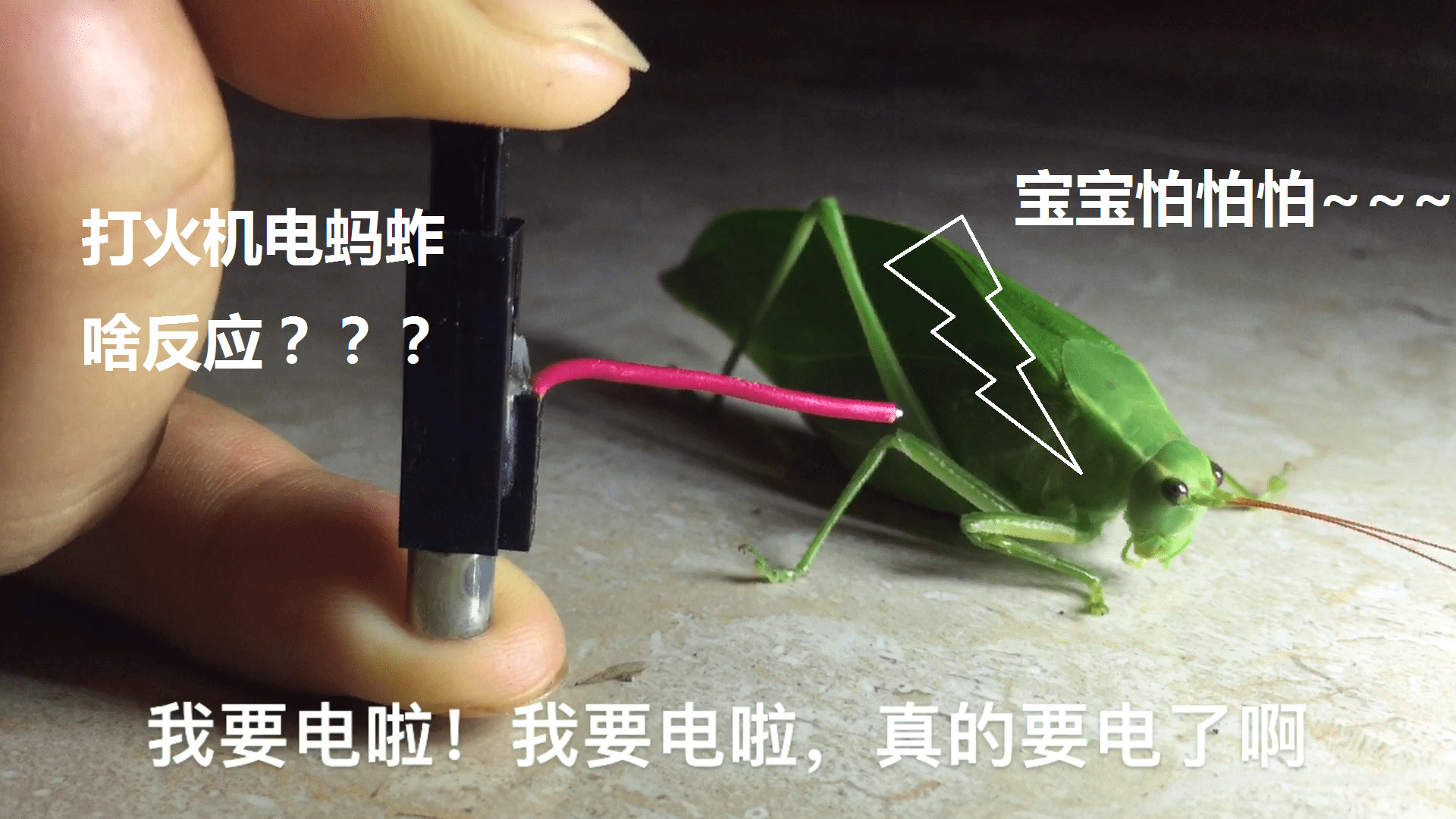 蚂蚱怕打火机电击器吗亲自测试一下