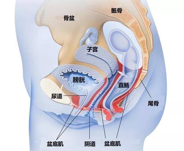 盆底肌图片结构图高清图片