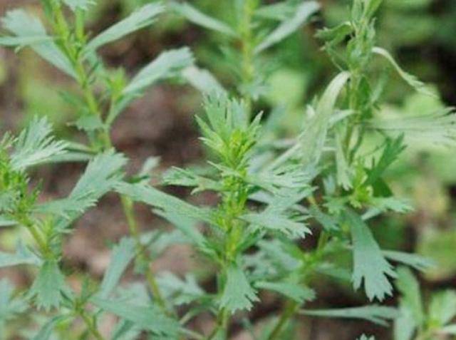 蛔蒿,之所以能够治疗蛔虫,是因为它体内含有α-山道年 ,但是这种植物