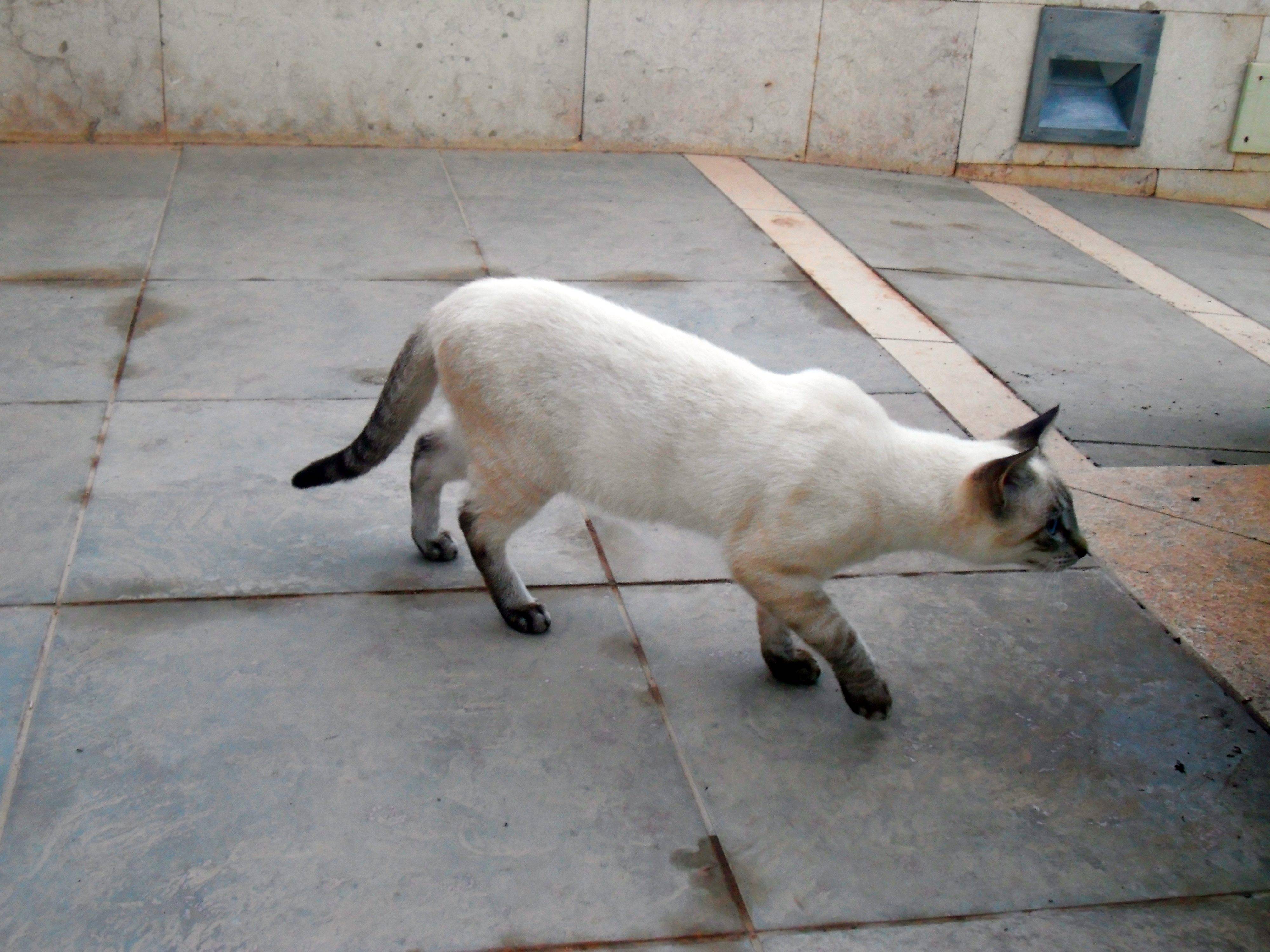 北非阿尔及利亚奥兰酒店 波斯猫