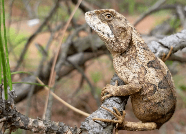 云南山中现罕见树蜥 身披豹纹皮眼神犀利