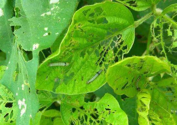 要想种好叶类蔬菜,这十几种害虫你得知道,还要学会防治!④