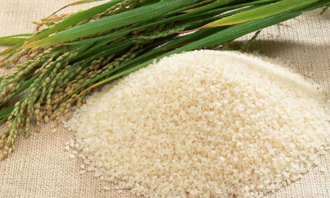 与普通大米不同的一点是,博君富硒米是煮粥吃营养价值最高.