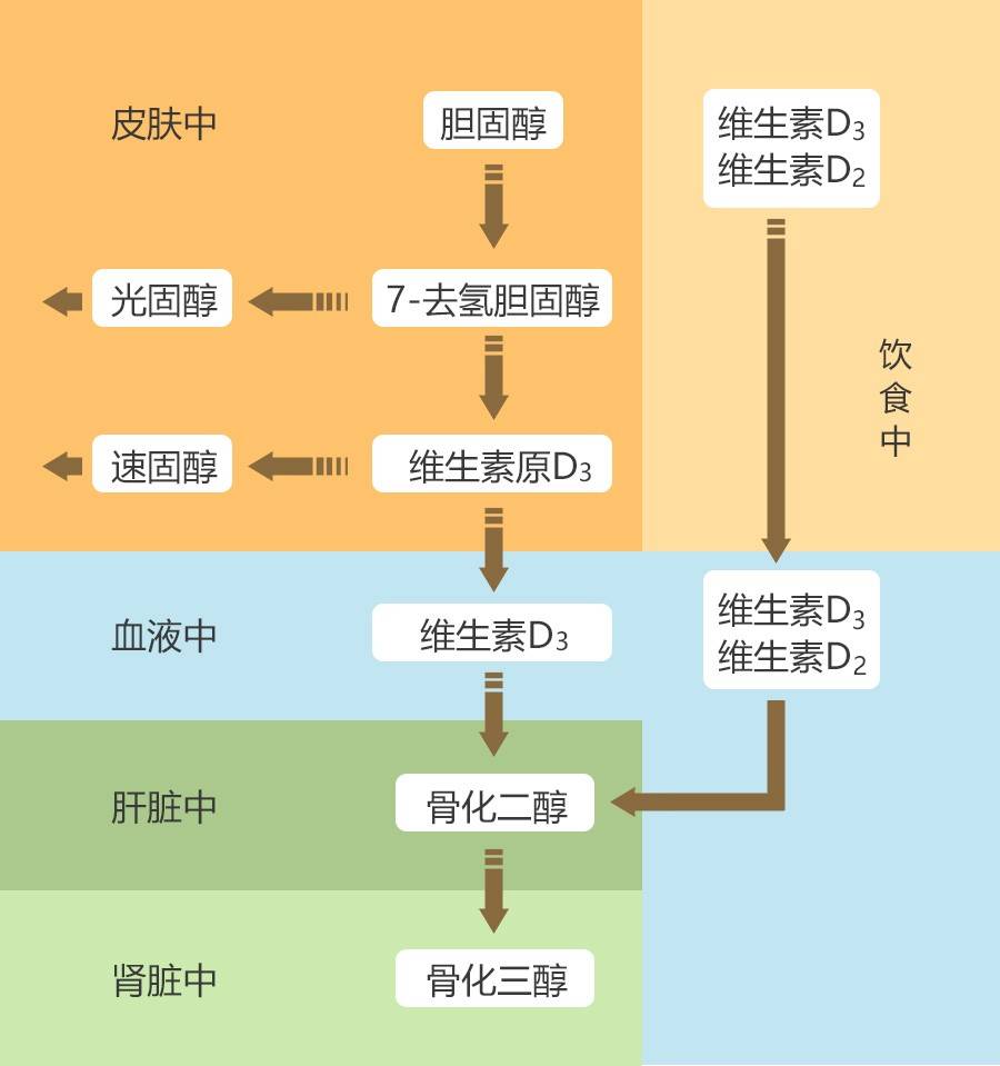 homepro合普诺小百科:婴幼儿补充维生素d的正确姿势