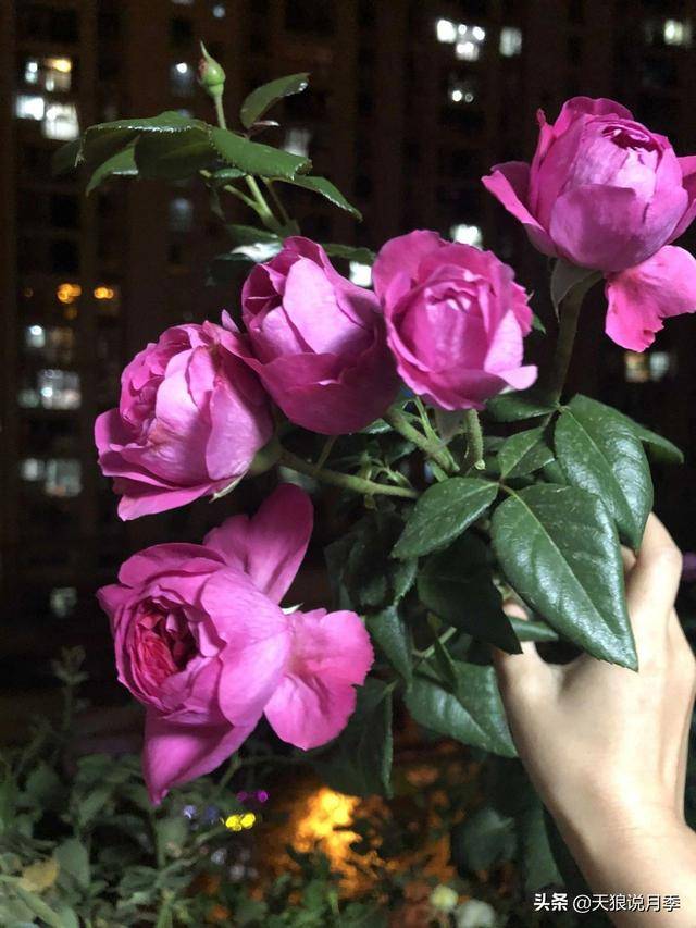 蔻丹是什么,蔻丹是什么品种