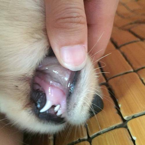 健康的狗狗牙龈应该是呈粉色的,如果你家狗狗牙龈过度发白的话,那很