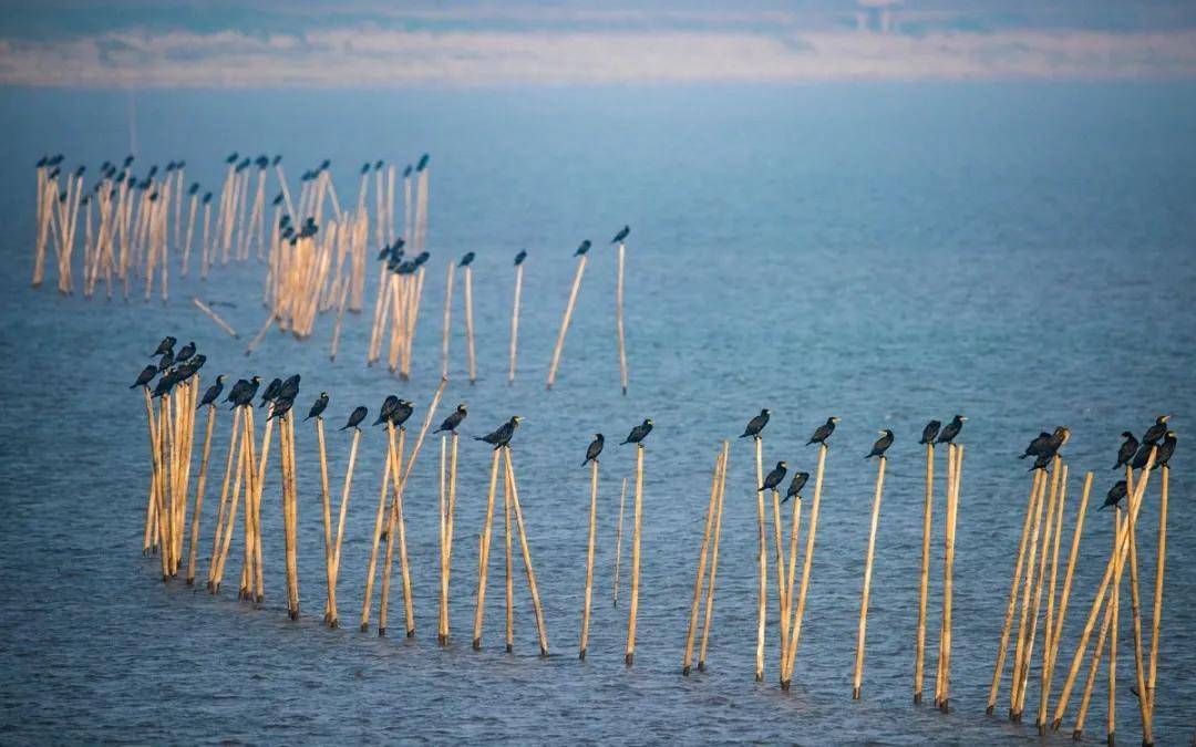 "醉美湿地龙感湖,这个夏天你来不来?"_黄梅县