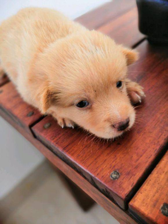 原创流浪小奶狗迷迷糊糊地撞到路人,女抱回家后,室友这时却不乐意了