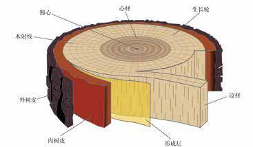树干的组成