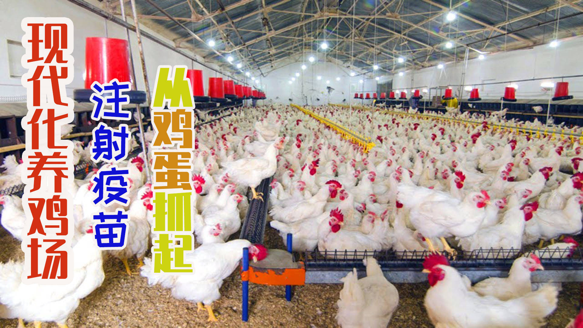 美国大型现代化养鸡场为鸡蛋注射疫苗保护鸡肉健康
