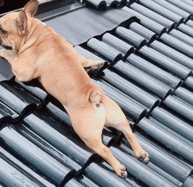 为了能战胜强劲死敌,狗狗颤颤巍巍爬上房顶,之后却开始后悔了