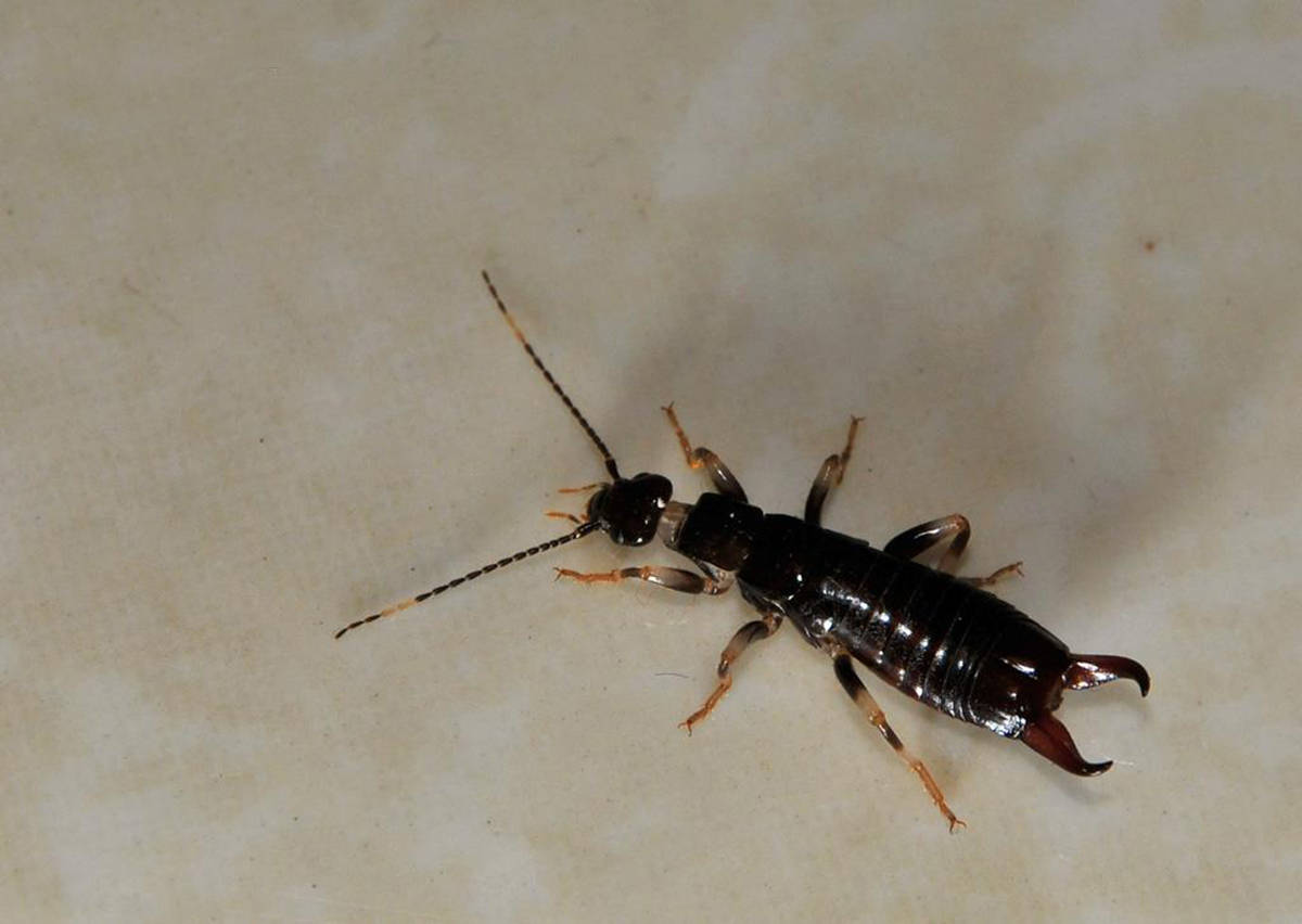 身后长夹子的奇特昆虫,传闻会从人耳爬进脑袋里,然后疯狂繁殖