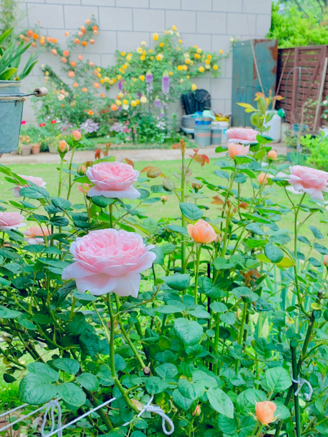 橫向拉伸的話會出現4-5根新的樹枝我的瑞典女王快4年了,兩棵都是樹了