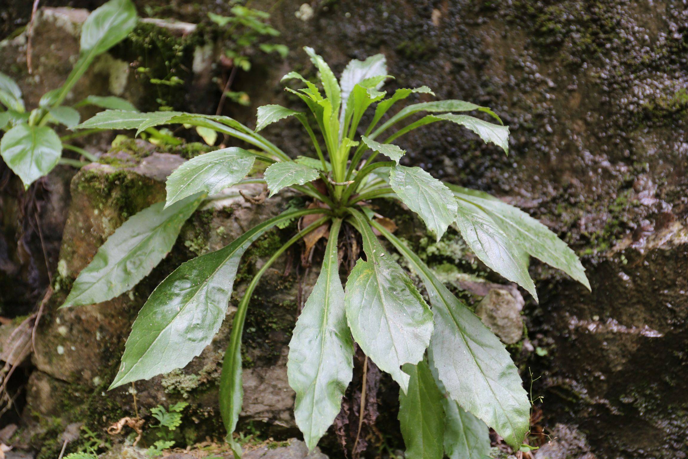 根狀莖粗壯,匍匐枝長8～12cm ,稍木質.