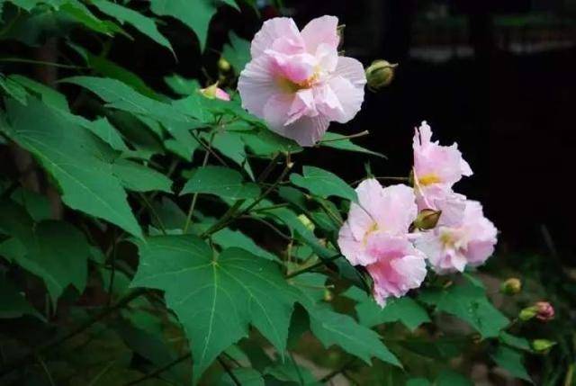 芙蓉花什么时候开芙蓉花在哪个季节开放